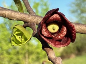 Two pawpaw flowers in our backyard.