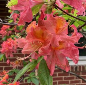 Pink flowers in bloom.