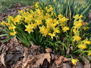 Yellow flowers growing among leaves.