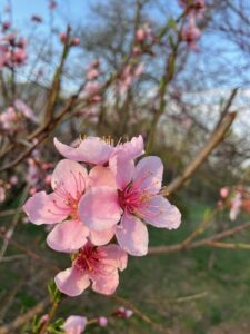 Pink flowers in a field.