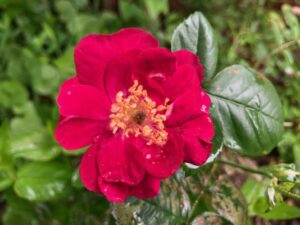 A rose in full bloom.