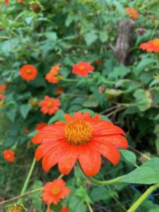 Red flowers in the forest